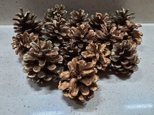 Gold sprayed Fir/Pine Cones 15 Medium Sized