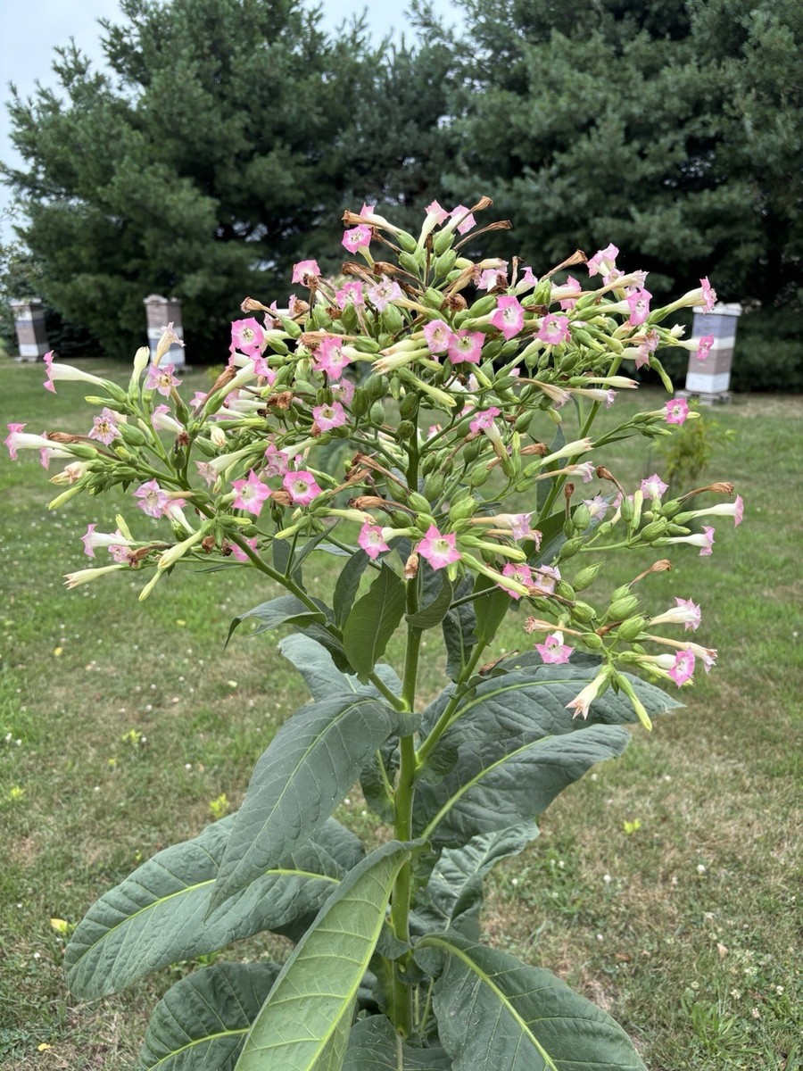 can you grow tobacco in illinois anyone tobacco, this is from washington state, i grew them for the plant and flowers : r/gardening Growing Tobacco on a Small