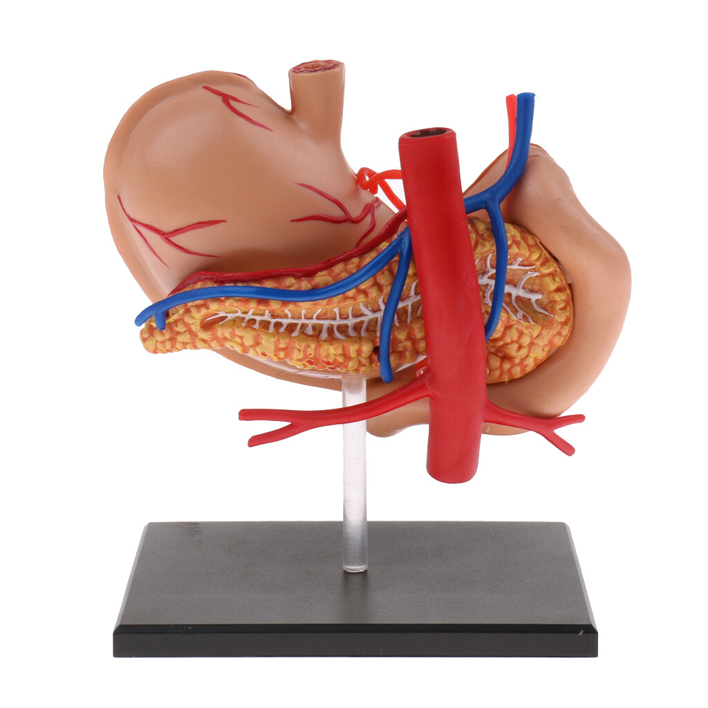 4D Sehr Detaillierte Menschliche Magen Anatomie Modell Verdauungsorgane