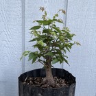 Zelkova (grey Bark Elm) Big Fat Broom Style Pre Bonsai Stock - Tree #7 — photo 6