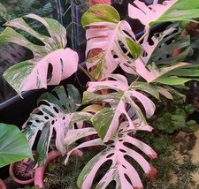 80002789 Monstera Variegata 5 semi orecchio di elefante foglia di finestra