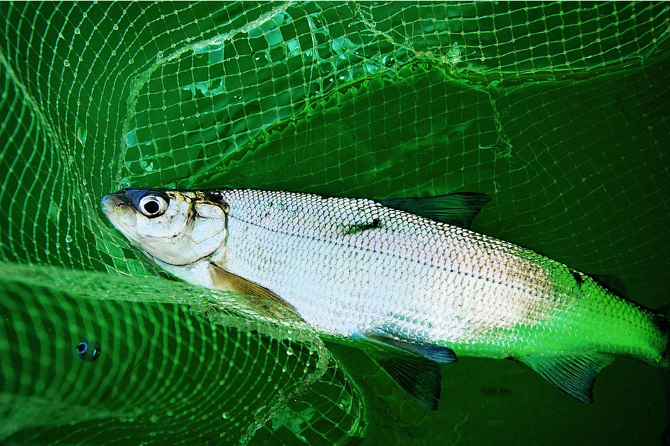 Sehr fängig Hegene „Chiemsee“ [Schwarz/Gold] Gr. 12-16 Renken, Felchen, Saibling - Bild 2 von 2