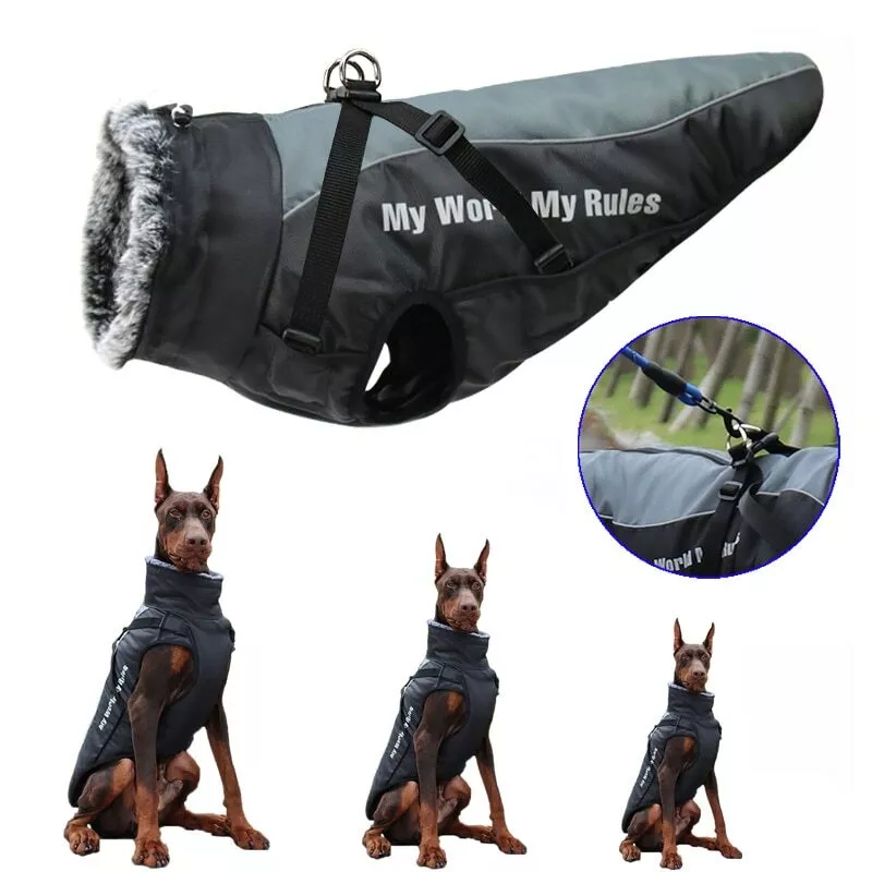 Labrador accessories 2025