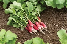 French Breakfast Radish Seeds, NON-GMO, Fast Harvest, Variety Sizes, FREE SHIP