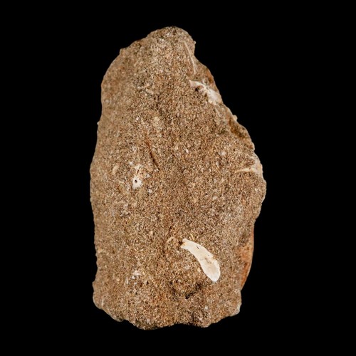 1,6 Zoll Plesiosaurier Zarafasaura Zahn Fossil in Matrix Kreidezeit Dinosaurier Ära Echtheitszertifikat - Bild 9 von 10