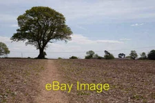 Photo 6x4 Tree in field north of Hinton Manor Horndean  c2013