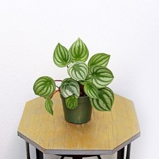 4 inch pot Peperomia Watermelon, Peperomia Argyreia, Small houseplant