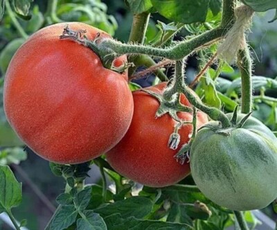 Tomato seёds, 75 tomato SHAHEREZADE seёds, organic SW1138+TRACK