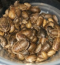Dubia Roaches 50 Small -- Free shipping 