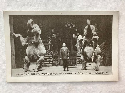 Broncho Bill's Wonderful Elephants ''Salt & Saucy'' Moody Bros. Postkarte
