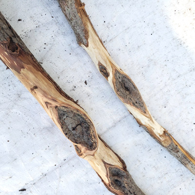 2 Diamond Willow Wood Carving Blanks 59'' 61'' Walking Stick Staff Project Wood