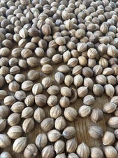 2025 Hickory Nuts
