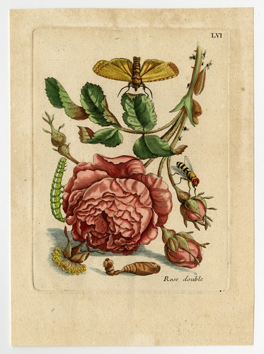 Antique Print-INSECTS-ROSE-BUD-FLY-CATERPILLAR-MOTH-pl. 56-Merian-1730 - Picture 2 of 6