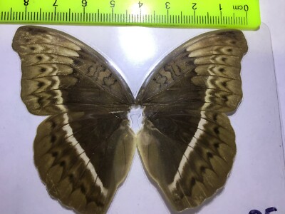 UAB 05 A+/ A  Cymothoe egesta confusa FEMALE  Nymphalidae Butterfly Butterflies