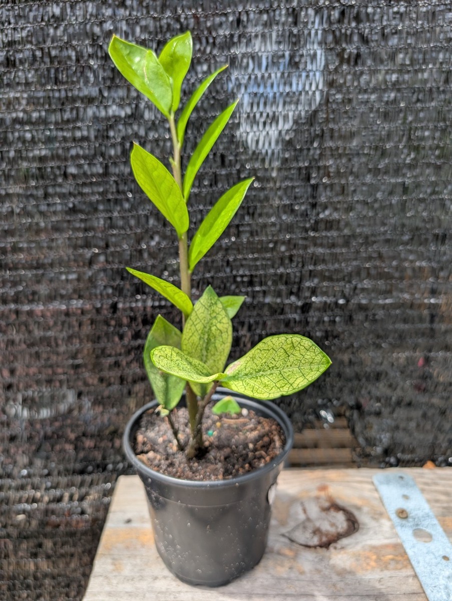 Chamaページ ZZ Plant Chameleon Zamioculcas zamiifolia Rare Color Changing