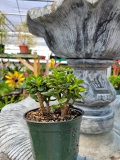 Jade Plant  Crassula Ovata  Money Jade