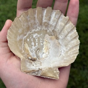 RARE ENCRUSTED FOSSIL 4” Fossil Chesepectan Scallop Seashell VA megalodon era