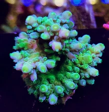RMF Biohazard WYSIWYG Acropora SPS Coral