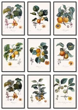 Apricot Illustrations, Plus Beaux Fruits c1846,  Set of 9 Art Prints, 8x10