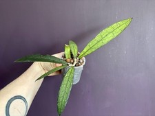 Hoya Sp Clemensiorum Aceh Long Leaf Rooted Cutting Potted Plant