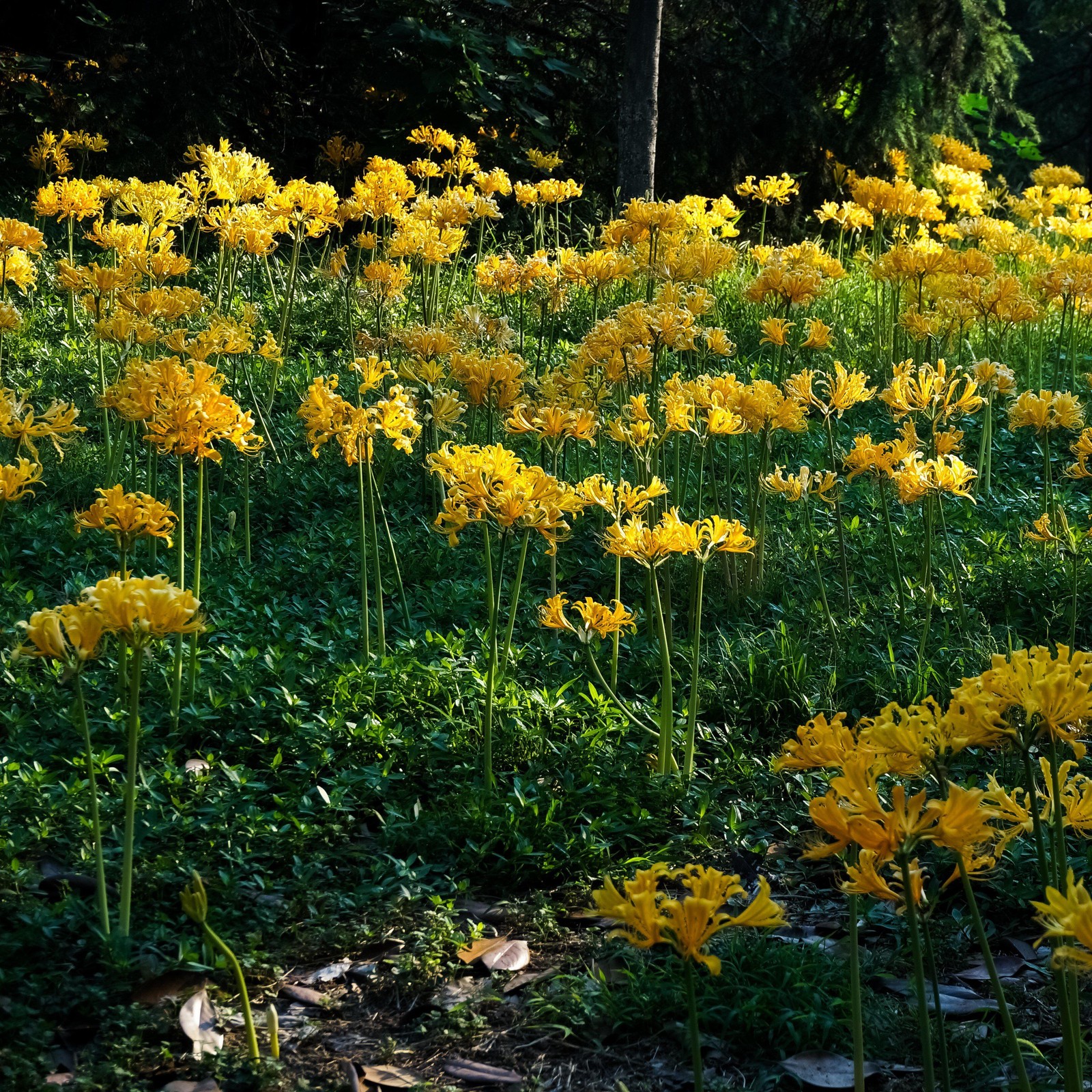 Easy to Grow Lycoris - Aurea Yellow Trio 3 Plant Bulbs