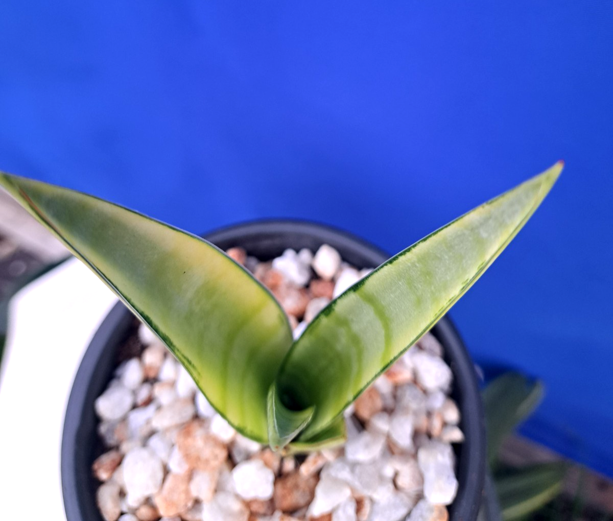 variegated sansevieria Sansevieria Masoniana Yellow Variegated Strip