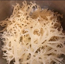 1 LB of 100 Pure Irish Sea Moss - The ultimate for for health and wellness