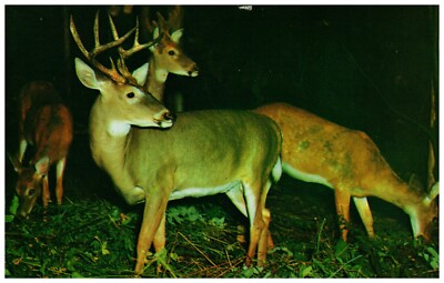  Postcard Galeton PA Deer Herd Animals