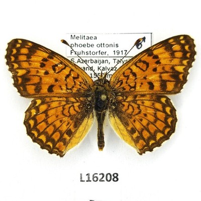 Nymphalidae, Melitaea phoebe ottonis, male, A1/A1-, Azerbaijan