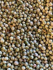 Organic peas Plant Seeds/ 400 Count - Grown in the U.S.A.