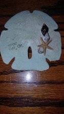 2 Sand Dollars One Handpaintd One Is Natural One 3" One 3 1/2"