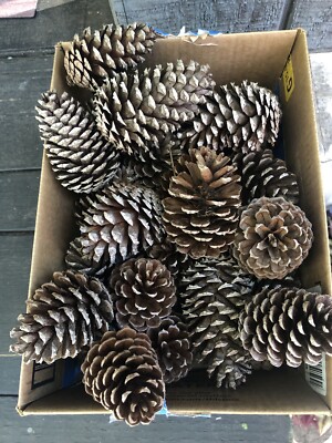 Pines 