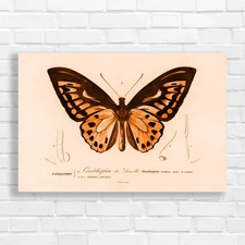 Ornithoptera de Darville Butterfly Orange Canvas Print Large Picture Wall Art