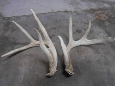 4x4 WHITETAIL DEER sheds 142 2/8 Antlers mule mount taxidermy elk rack moose