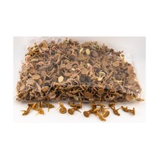 HBG Historical Minis Axis  Allies British Infantry Collection 15 NM