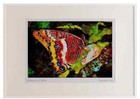 720019 Cadre photo bicolore Pâques Charaxes Jasius Provence France A2 eau