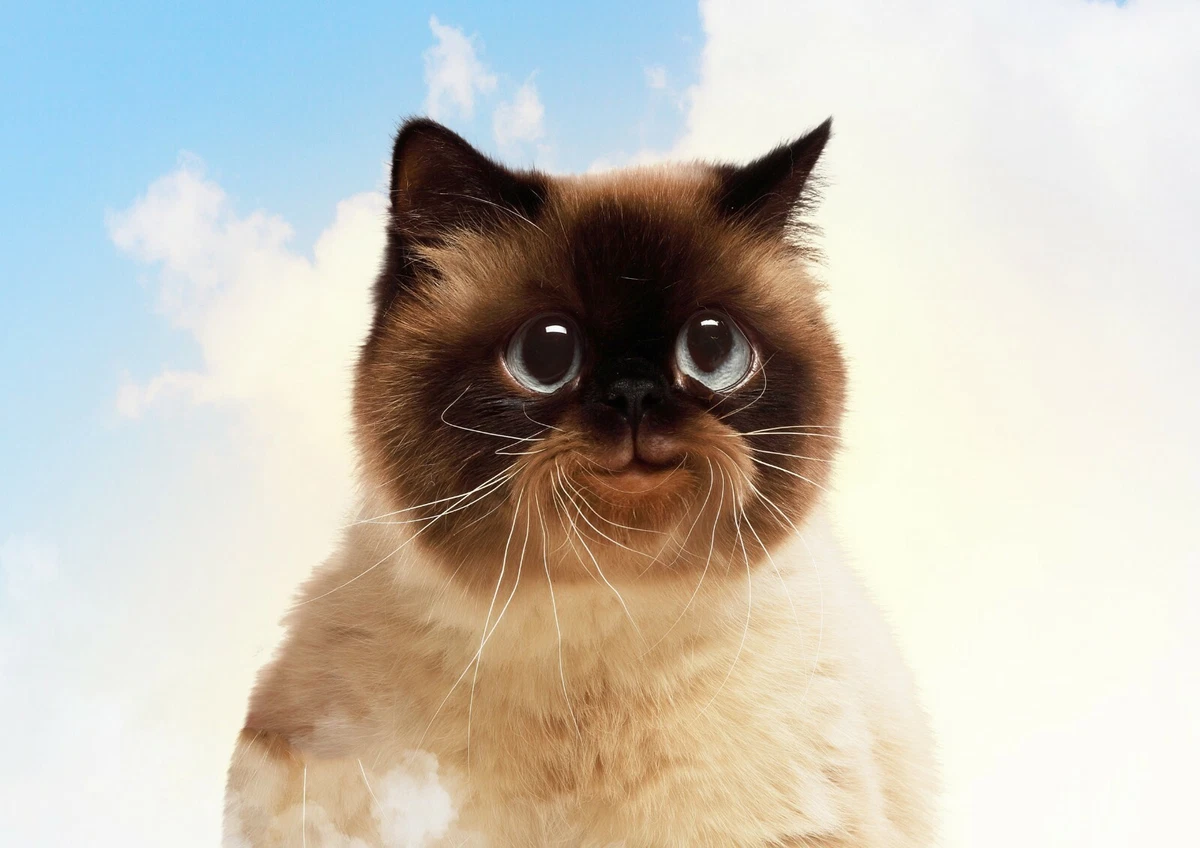 Cute hotsell happy cat