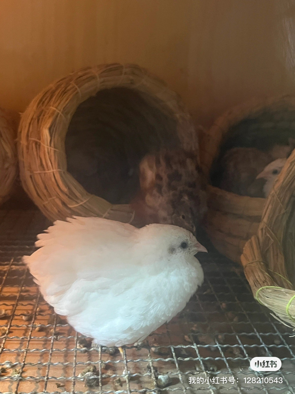 button quail hatching eggs