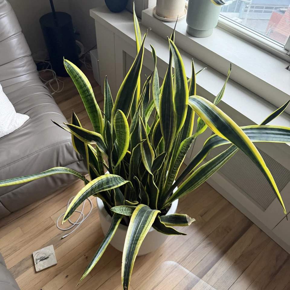 Planta de serpiente gigante en maceta de alabastro West Elm Bishop Foto 3 de 4