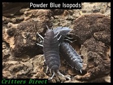 Powder Blue Isopods, By Critters Direct