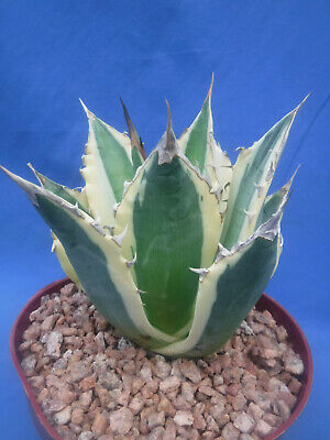 Agave titanota Agave titanota