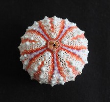 RIESIGER Tiefwasser Seeigel (CM1)