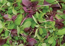 Herb Seed: Basil Mixture 500 Seeds Fresh Seed