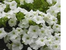 6  X MIX  B  SURFINA  TRAILING PETUNIA MIXED  PLUG PLANTS PRE ORDER