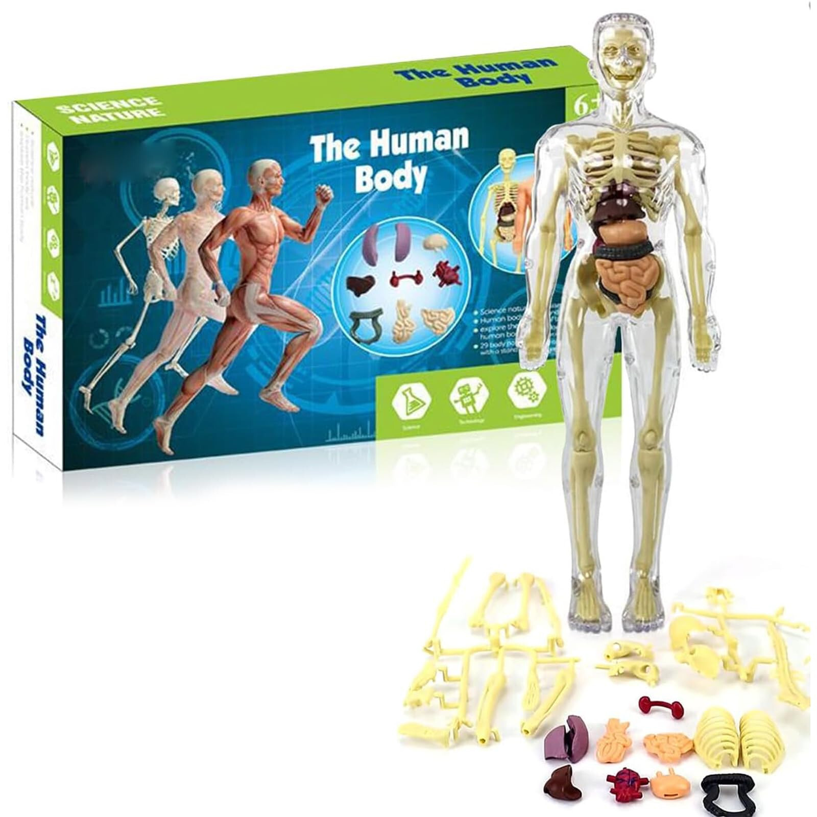 Human Torso Body Model Anatomy Doll Anatomical Skeleton Kid Teaching