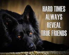 german Shepard refrigerator magnet 2 1/2 x 3 