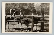 Los Angeles California CA Ostrich Farm RPPC Real Photo Postcard 1930-50