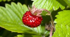 Wild strawberry plants NATIVE BRITISH COUNTY DURHAM HAMSTERLEY FOREST