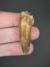 Spinosaurus Dinosaur Tooth Fossil