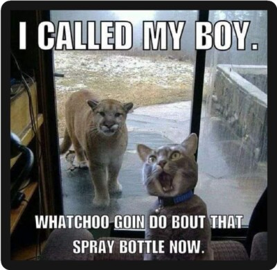 Funny Cat Humor I Called My Boy Refrigerator Magnet  